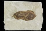 Fossil Leaf (Persea)- Green River Formation, Utah #110390-1